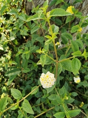 Lantana