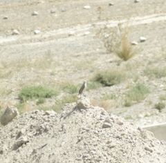 Muscisaxicola rufivertex