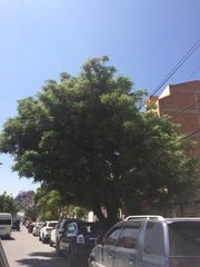 Tipuana tipu
