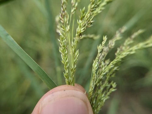 Image of Janochloa antidotalis by (c) Cleveland Powell, some rights reserved (CC BY)
