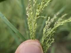 Panicum antidotale