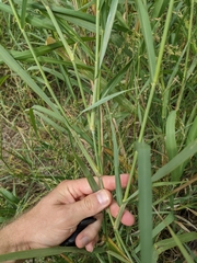 Panicum antidotale
