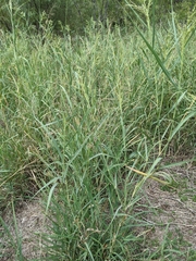 Panicum antidotale