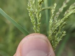Panicum antidotale