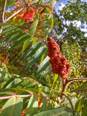 Rhus typhina