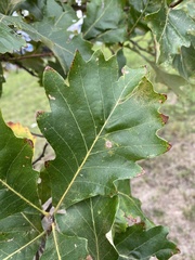 Phylloteras volutellae