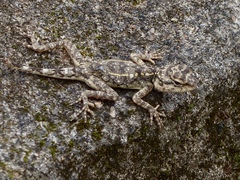 Psammophilus dorsalis