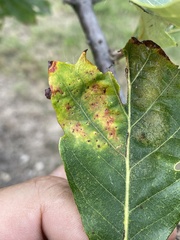 Phylloteras volutellae