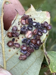 Phylloteras volutellae