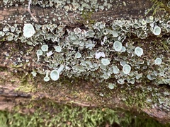 Cladonia conista