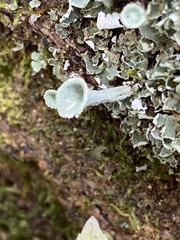 Cladonia conista