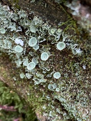 Cladonia conista