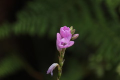 Ixia flexuosa