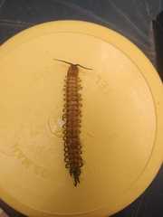 Scolopendra viridis
