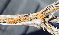 Dufourea