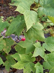 Rubus odoratus