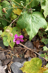 Rubus odoratus