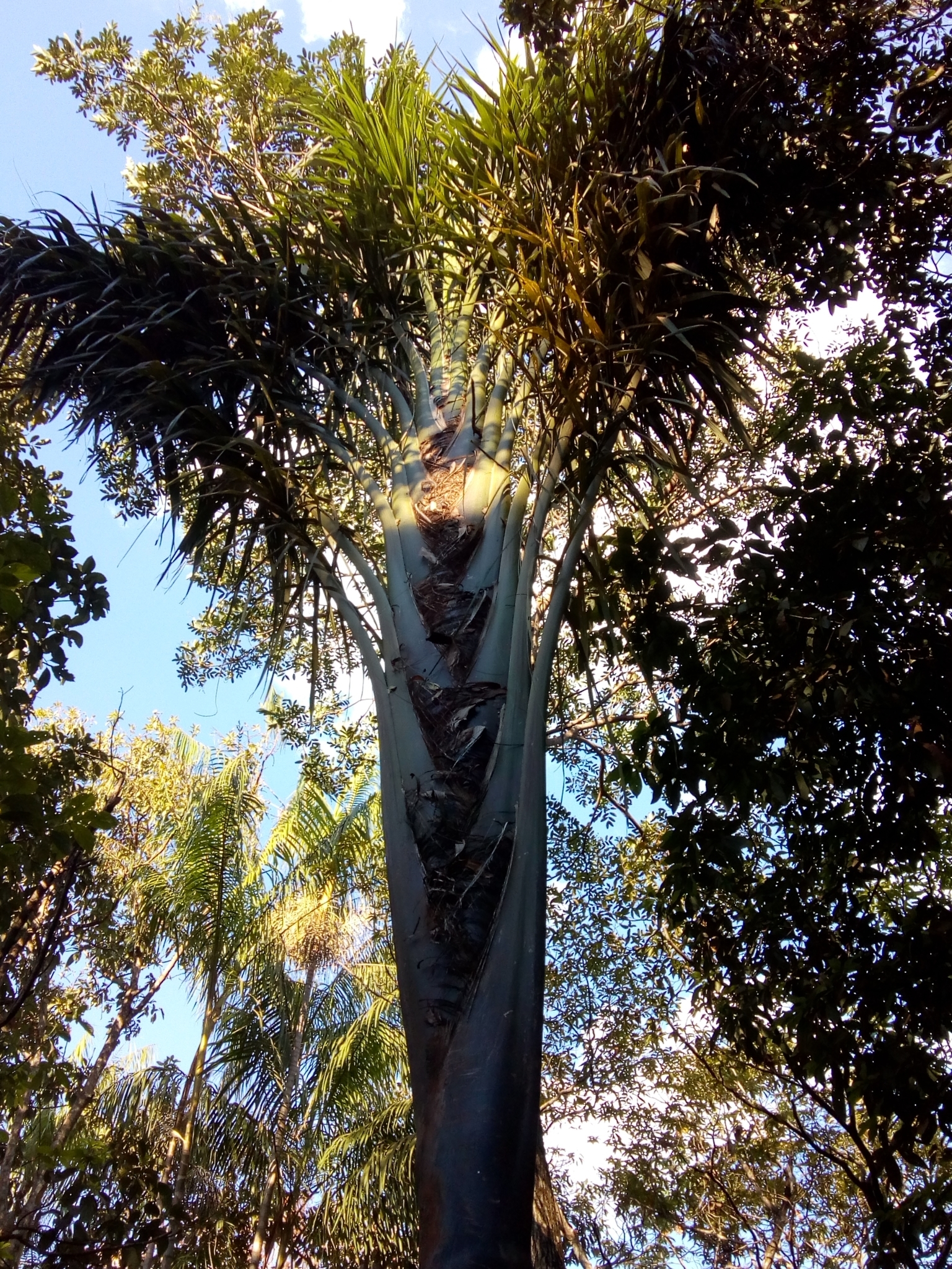 Oenocarpus distichus