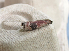 Euzophera semifuneralis