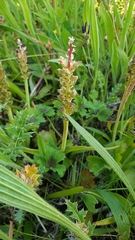 Lachenalia pallida