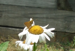 Atalopedes campestris huron