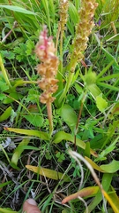 Lachenalia pallida