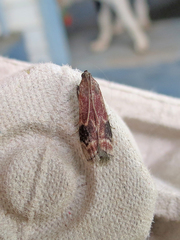 Euzophera semifuneralis