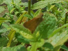 Atalopedes campestris huron