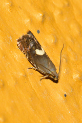 Grapholita fana