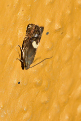 Grapholita fana