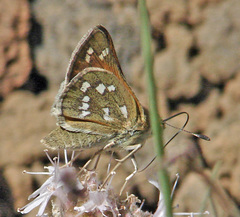 Hesperia pahaska