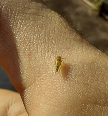 Ciriacreminae