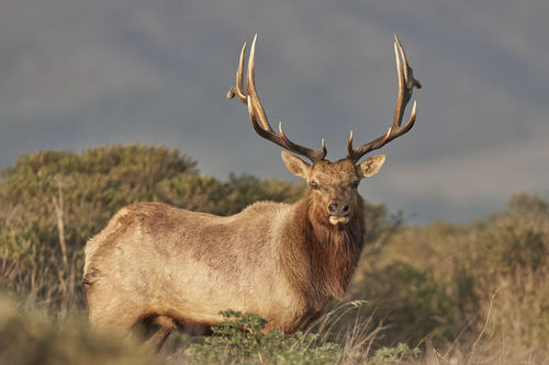 Tule Elk photographed in California