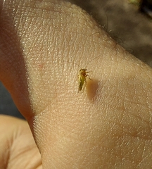 Ciriacreminae