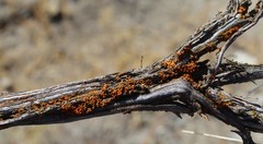Dufourea