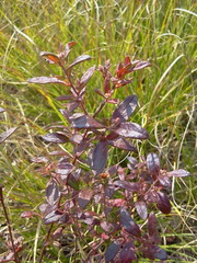 Crocanthemum bicknellii