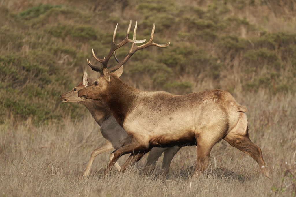 Roosevelt elk