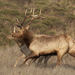 Tule Elk - Photo (c) benjchristensen, some rights reserved (CC BY)