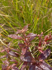 Crocanthemum bicknellii