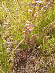 Crocanthemum bicknellii