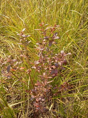 Crocanthemum bicknellii