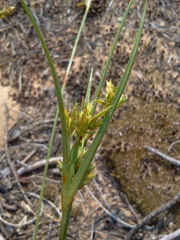 Cyperus schweinitzii