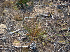 Cyperus schweinitzii