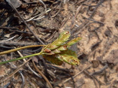 Cyperus schweinitzii