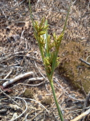 Cyperus schweinitzii