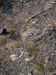 Cyperus schweinitzii