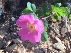 Rosa spithamea