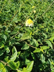 Lantana