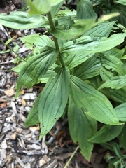Digitalis grandiflora