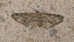 Eupithecia semigraphata